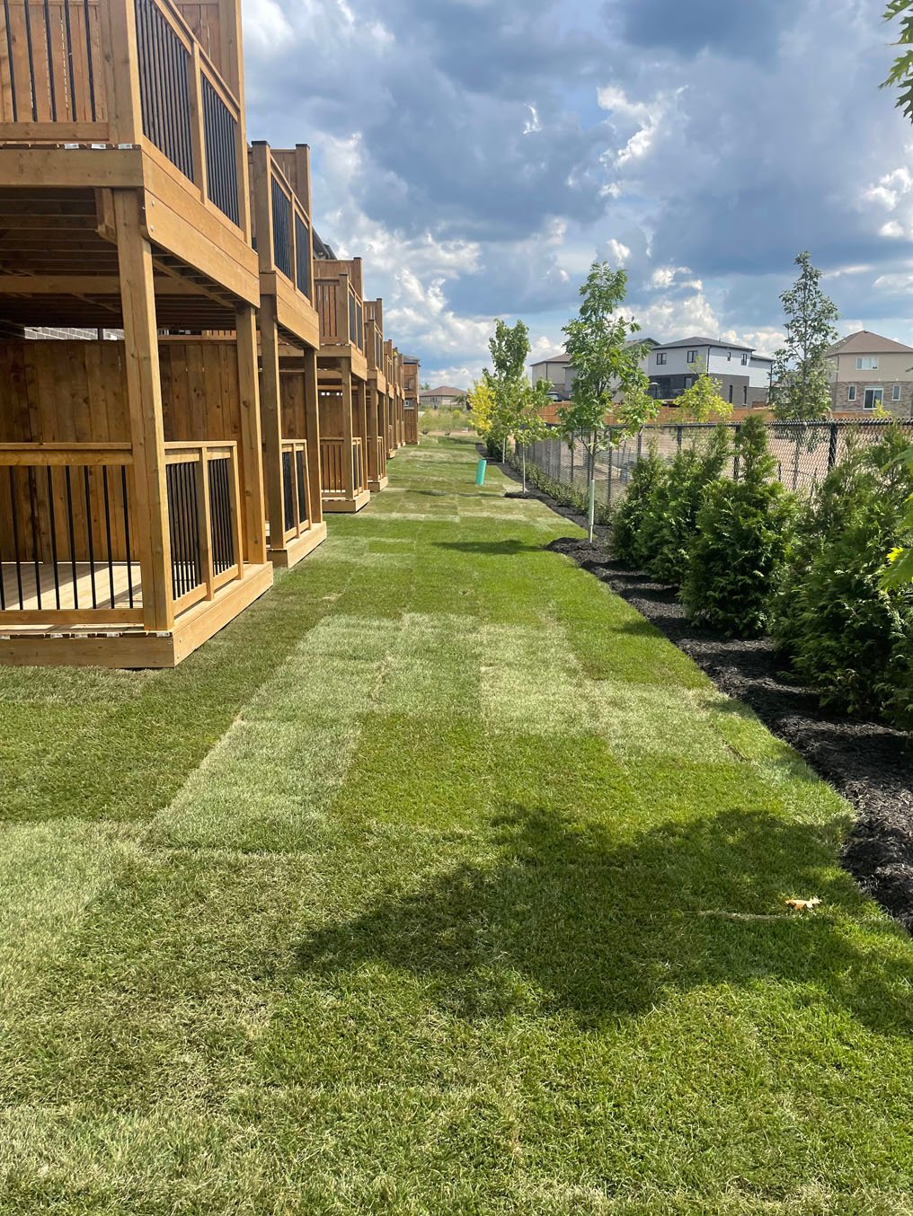 Grass patching in Kitchener
