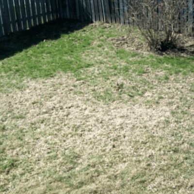 A backyard corner with severe grub damage on the lawn. Large, distressed, thinned-out patches of dead brown grass contrast with the remaining green turf next to a dark wooden fence and a dry bush.