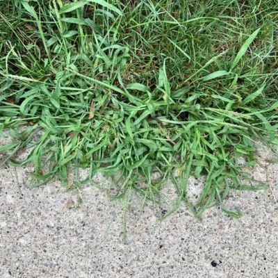 A close-up photograph focusing on thick clumps of invasive crabgrass weeds spreading vigorously along the gravelly concrete edge of a curb and a thinned-out residential lawn.